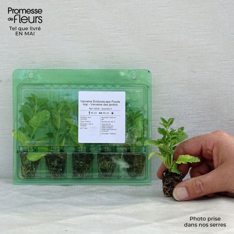 Example of Verveine Endurascape Purple Imp - Verveine des jardins Mini-motte Ø 3/4 cm as you get in printemps