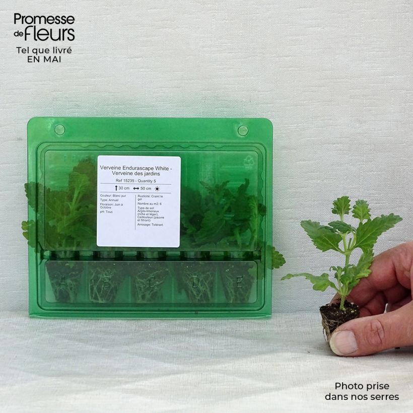 Example of Verveine Endurascape White - Verveine des jardins Mini-motte Ø 3/4 cm as you get in printemps