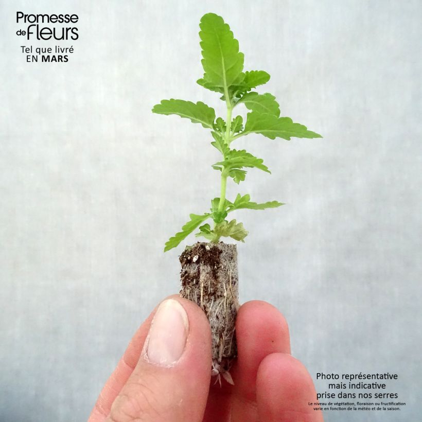 Spécimen de Verveine Estrella Voodoo Red Star Mini-motte Ø 3/4 cm tel que livré au printemps