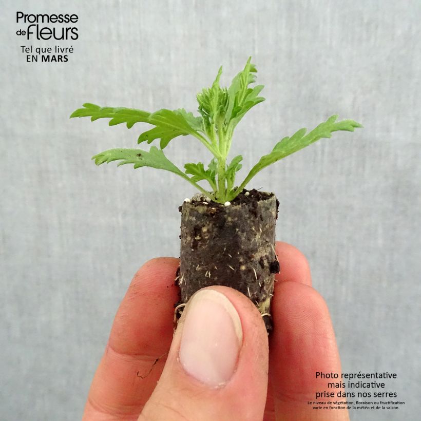 Example of Verveine Lavender White Mini-motte Ø 1,5/2,5 cm, Livré en plant vert de 5 à 10 cm de hauteur as you get in printemps