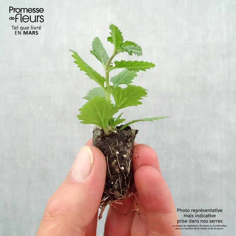 Example of Verveine Superbena Coral Star Mini-motte Ø 1,5/2,5 cm, Livré en plant vert de 5 à 10 cm de hauteur as you get in printemps