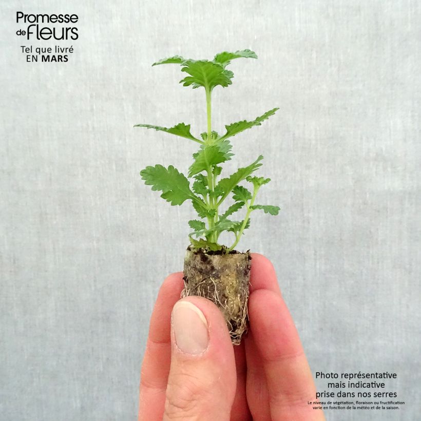 Example of Verveine Superbena Royale Peachy Keen Mini-motte Ø 1,5/2,5 cm, Livré en plant vert de 5 à 10 cm de hauteur as you get in printemps