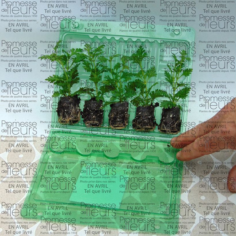 Example of Verveine Estrella Pink Ballet Mini-motte Ø 3/4 cm, Livré en plant vert de 5 à 10 cm de hauteur as you get