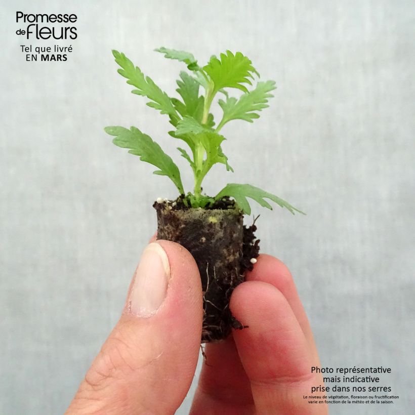 Example of Verveine Vepita Pearl Blue Mini-motte Ø 1,5/2,5 cm, Livré en plant vert de 5 à 10 cm de hauteur as you get in printemps