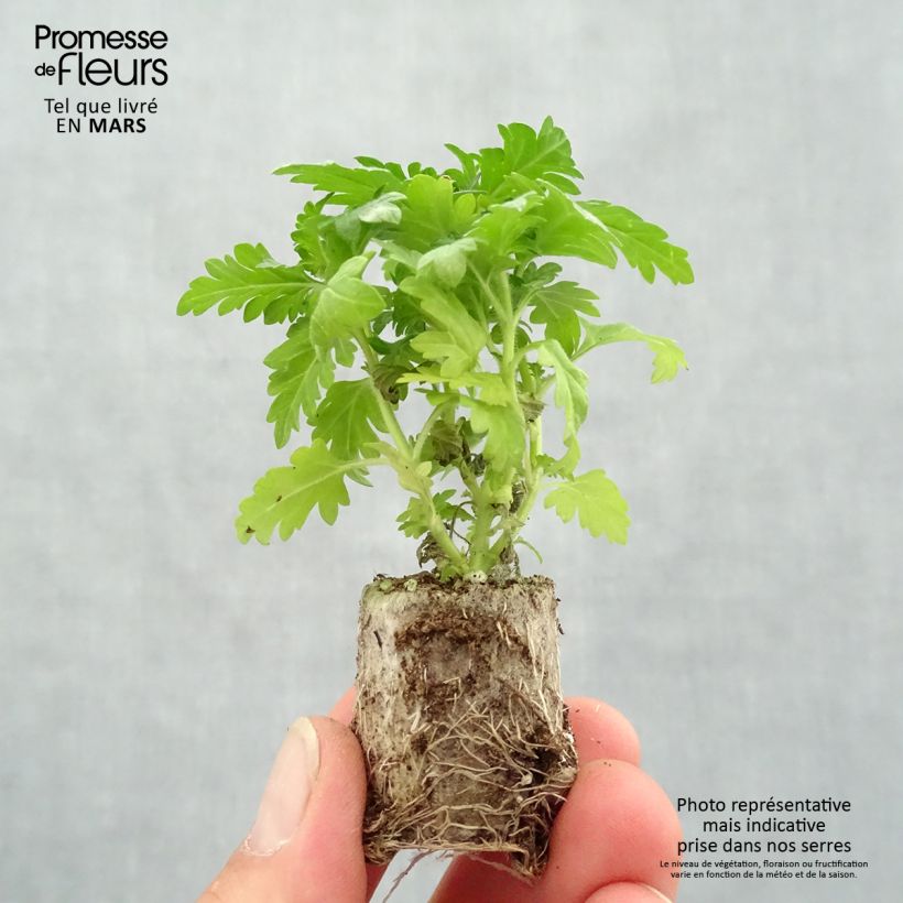 Example of Verveine Virgo Burgundy Mini-motte Ø 3/4 cm, Plant vert de 5 à 10 cm de haut as you get in printemps