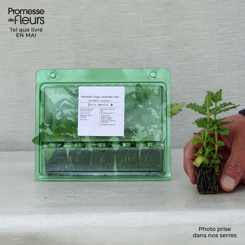 Example of Verveine Virgo Lavender Star Mini-motte Ø 3/4 cm as you get in printemps