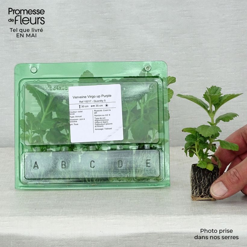 Example of Verveine Virgo up Purple Mini-motte Ø 3/4 cm, Livré en plant vert de 5 à 10 cm de hauteur as you get in printemps