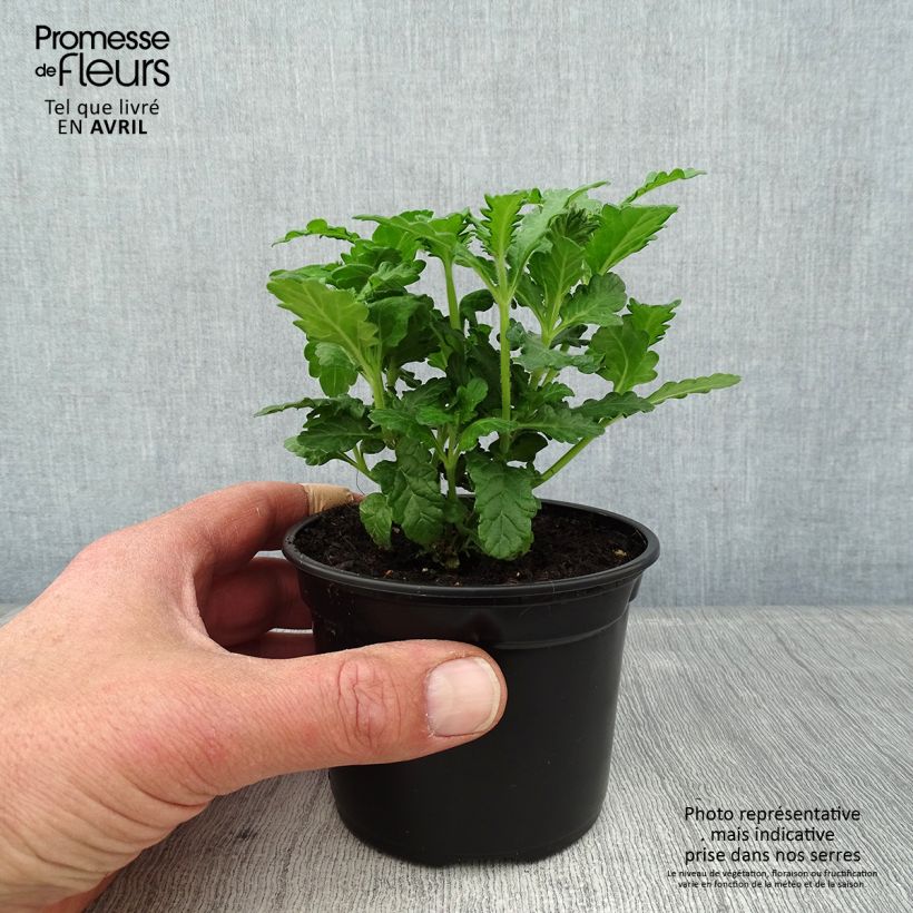 Example of Verveine Virgo up Purple Godet de 8/9 cm as you get in printemps