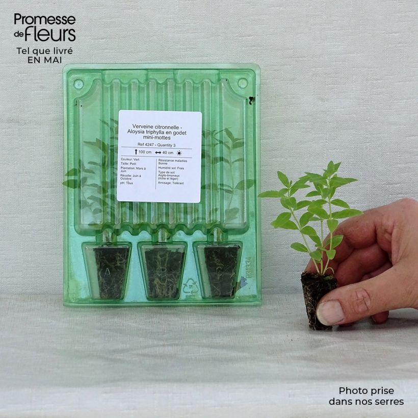 Example of Verveine citronnelle - Aloysia triphylla en plants Mini-motte Ø 1,5/2,5 cm, Livré en hauteur de 5 à 10 cm as you get in printemps