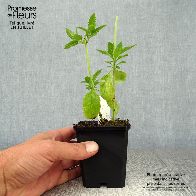 Spécimen de Verveine hastée White Spires - Verbena hastata White Spires Godet de 8/9 cm tel que livré en été