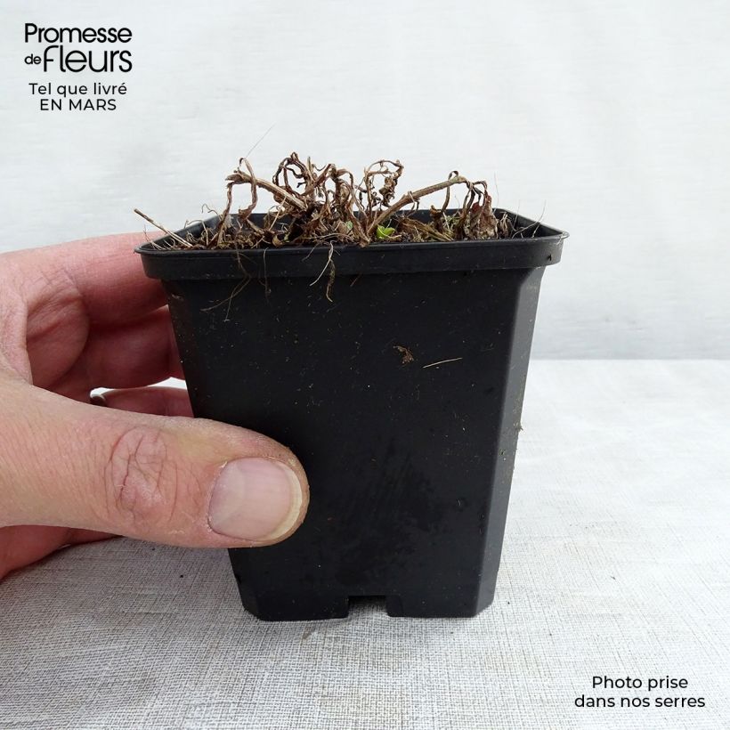 Spécimen de Verveine hastée White Spires - Verbena hastata White Spires Godet de 8/9 cm tel que livré au printemps