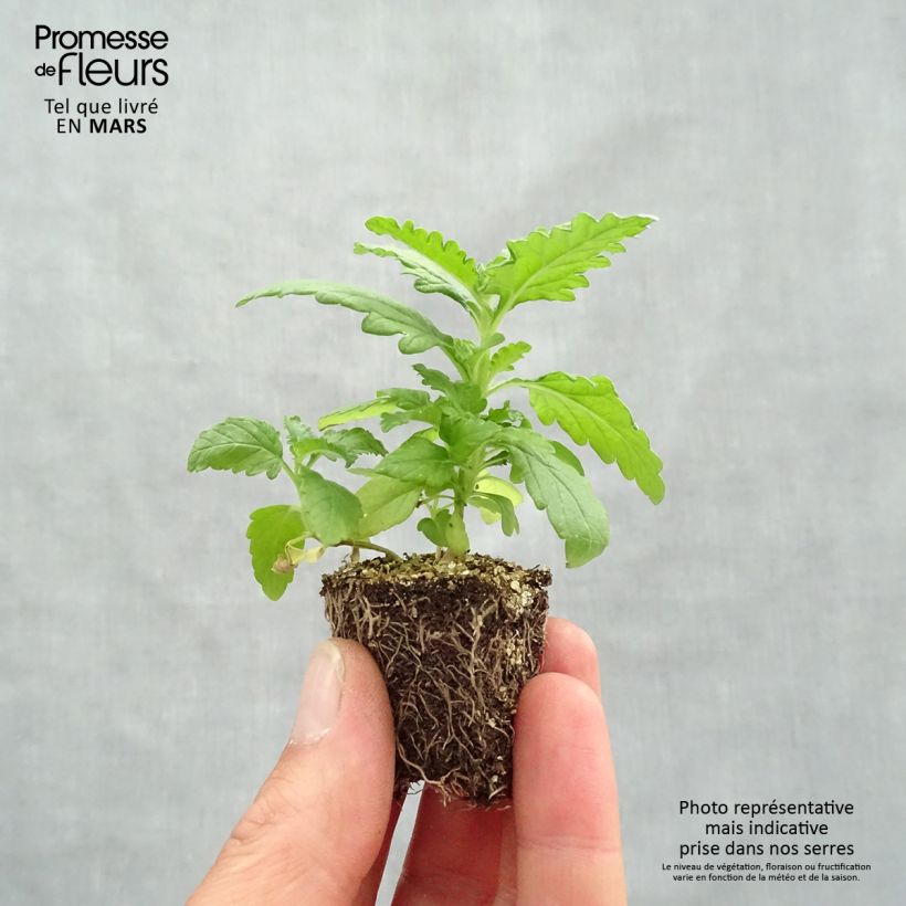 Example of Verveine naine Quartz mélange Jardimotte : motte 3,8 cm x 3,2 cm en plaque de culture par 16 as you get in printemps