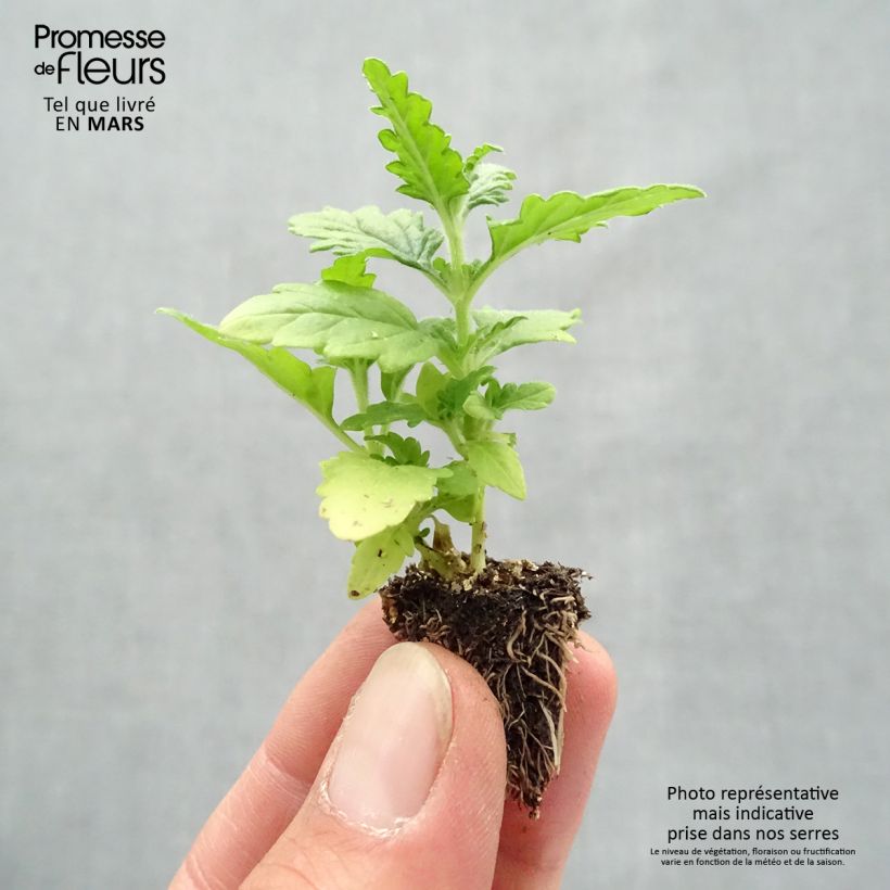 Example of Verveine naine Quartz mélange Minimotte : motte 2,2 cm x 2 cm en plaque de culture par 35 as you get in printemps