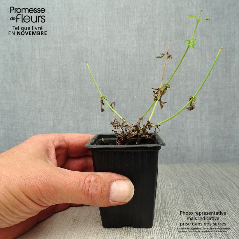 Spécimen de Verveine officinale - Verbena officinalis Godet de 7/8 cm tel que livré en automne