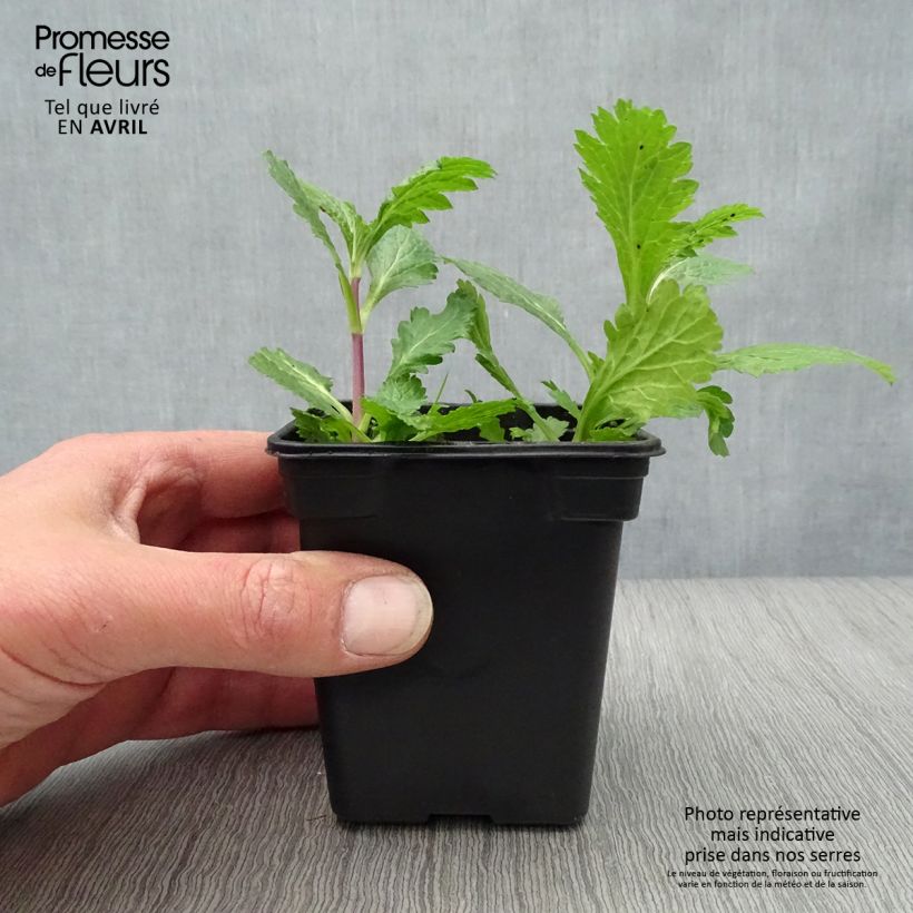 Example of Verveine officinale BIO - Verbena officinalis Godet de 7/8 cm as you get in printemps