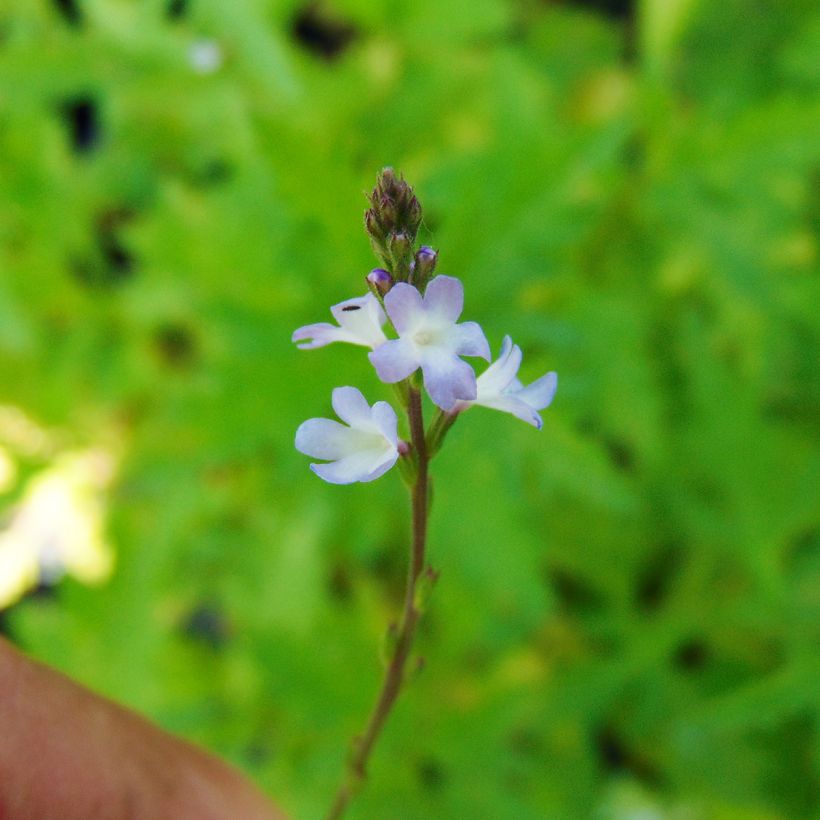 Verveine officinale - Verbena officinalis (Flowering)