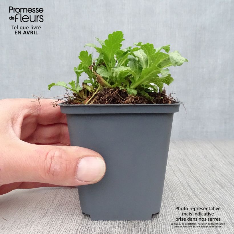 Example of Verveine officinale - Verbena officinalis Godet de 8/9 cm as you get in printemps