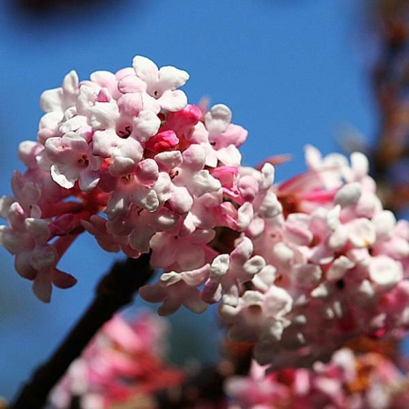 Viorne d'hiver - Viburnum bodnantense Dawn (Flowering)