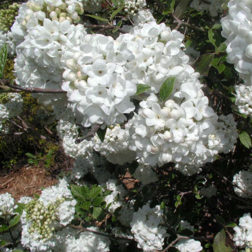 Viorne - Viburnum Eskimo (Flowering)