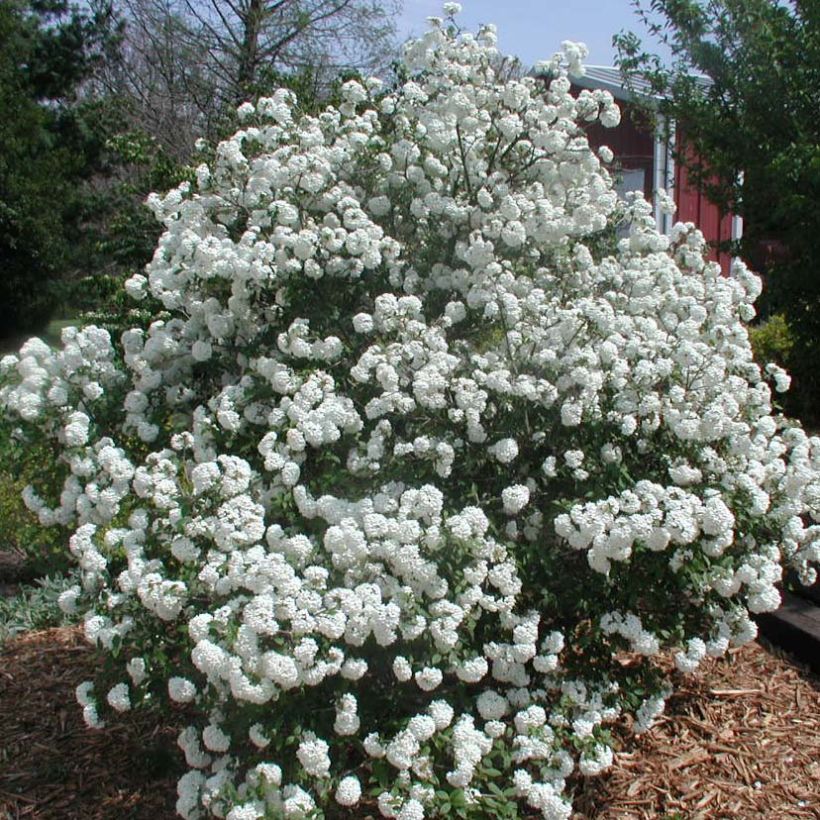 Viorne de Prague - Viburnum Pragense (Plant habit)