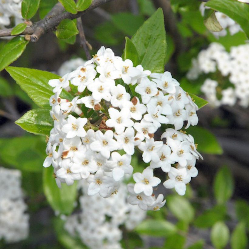 Viburnum burkwoodii - Viorne de Burkwood (Flowering)