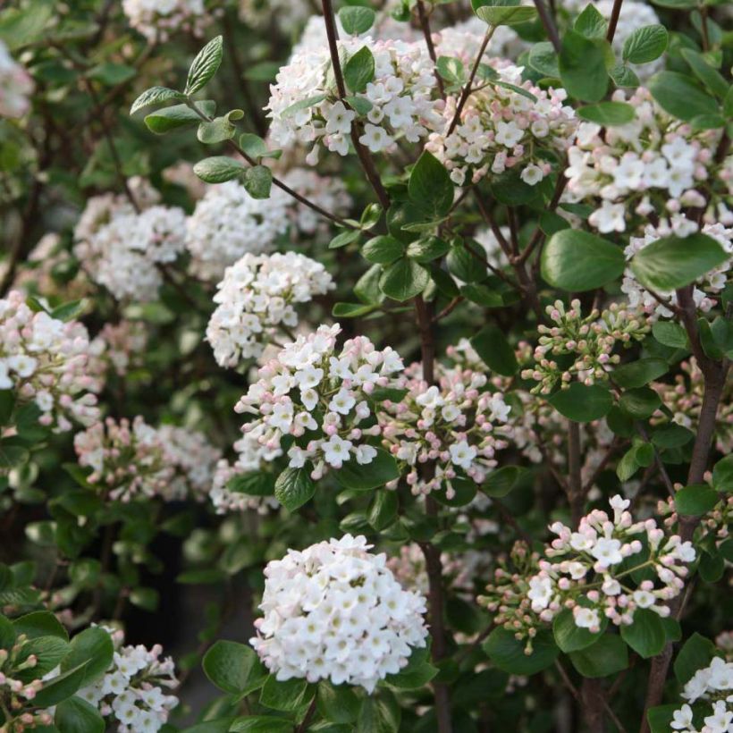 Viorne de Burkwood - Viburnum burkwoodii Ann Russell (Flowering)