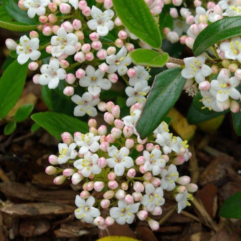 Viburnum burkwoodii Conoy - Viorne de Burkwood  (Flowering)