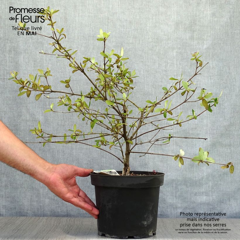 Example of Viburnum burkwoodii Conoy - Viorne de Burkwood  Pot de 4L/5L as you get in printemps