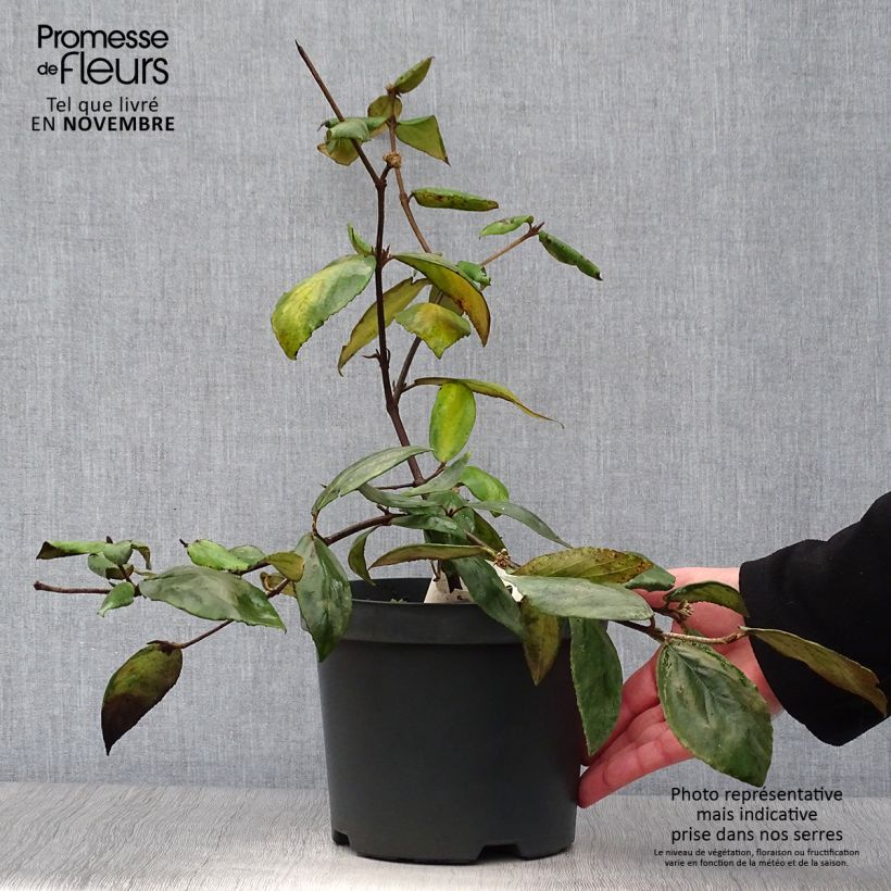 Spécimen de Viburnum burkwoodii - Viorne de Burkwood Pot de 3L/4L tel que livré en automne