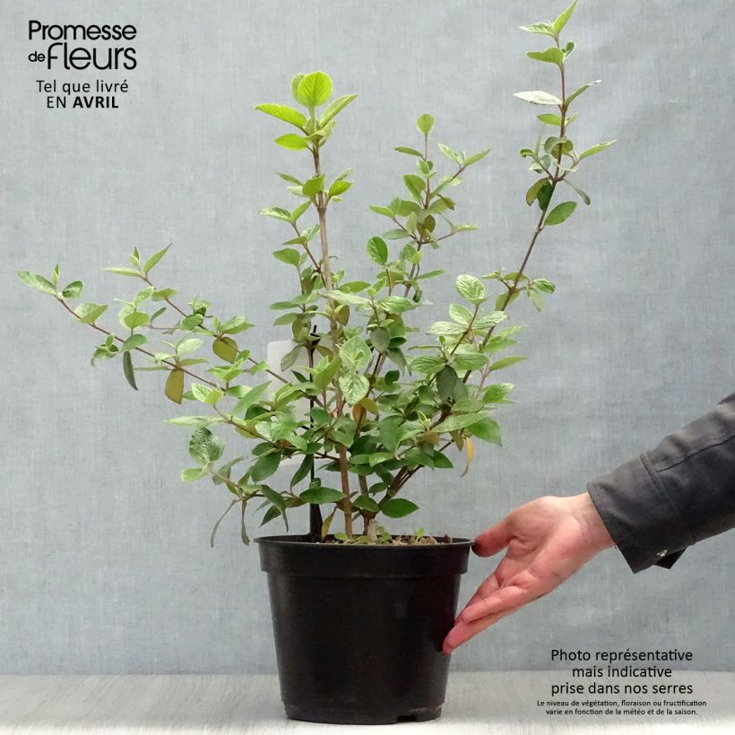Example of Viburnum burkwoodii - Viorne de Burkwood Pot de 3L/4L as you get in printemps