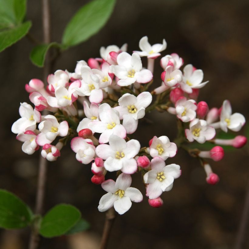 Viorne du Burkwood - Viburnum x burkwoodii Mohawk (Flowering)