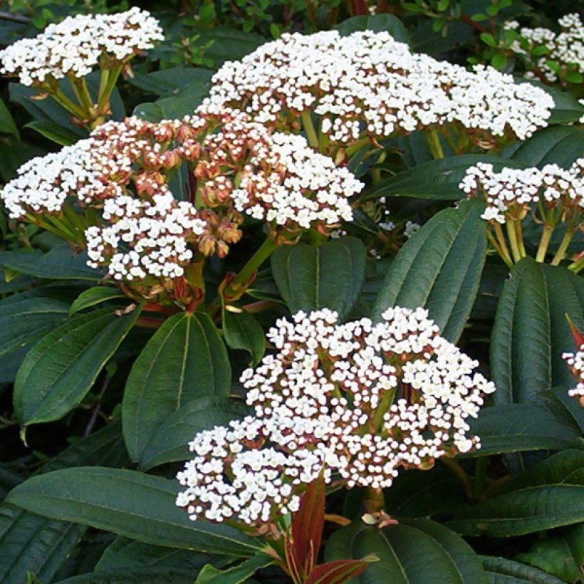Viburnum davidii - Viorne de David (Flowering)