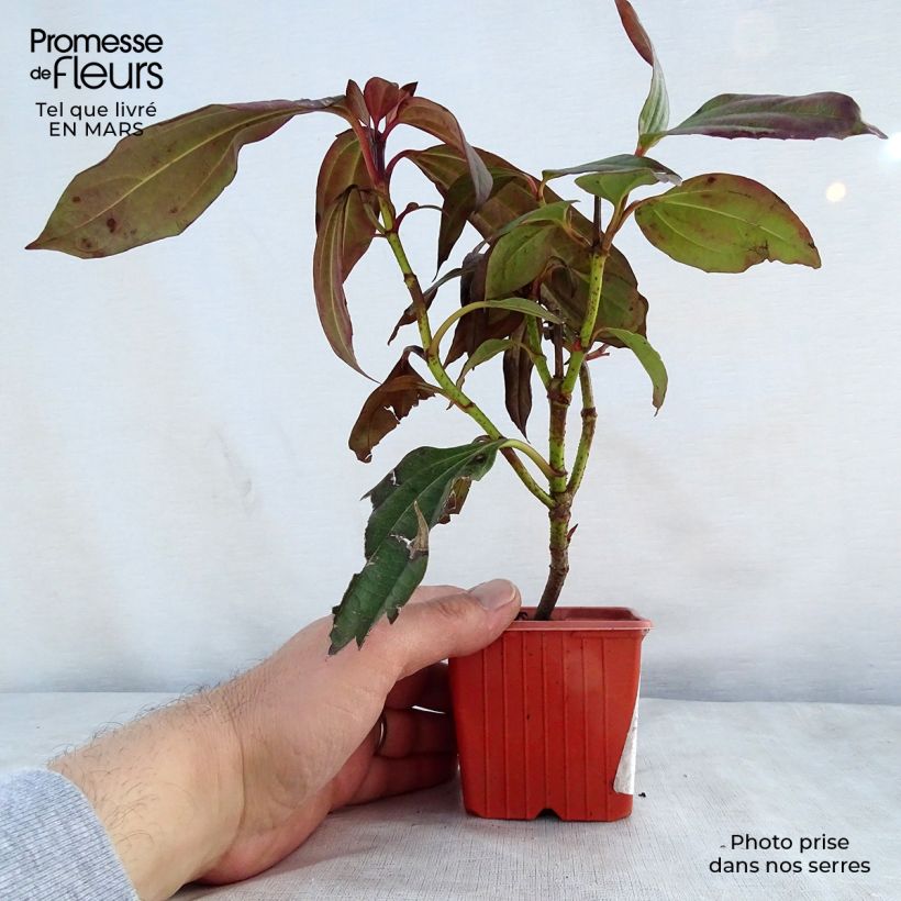 Example of Viburnum davidii - Viorne de David Godet de 8/9 cm as you get in printemps