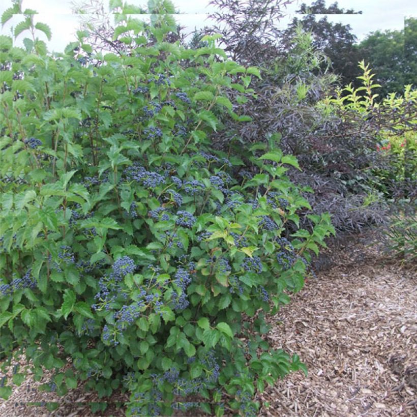Viburnum dentatum Blue Muffin - Viorne dentée (Plant habit)