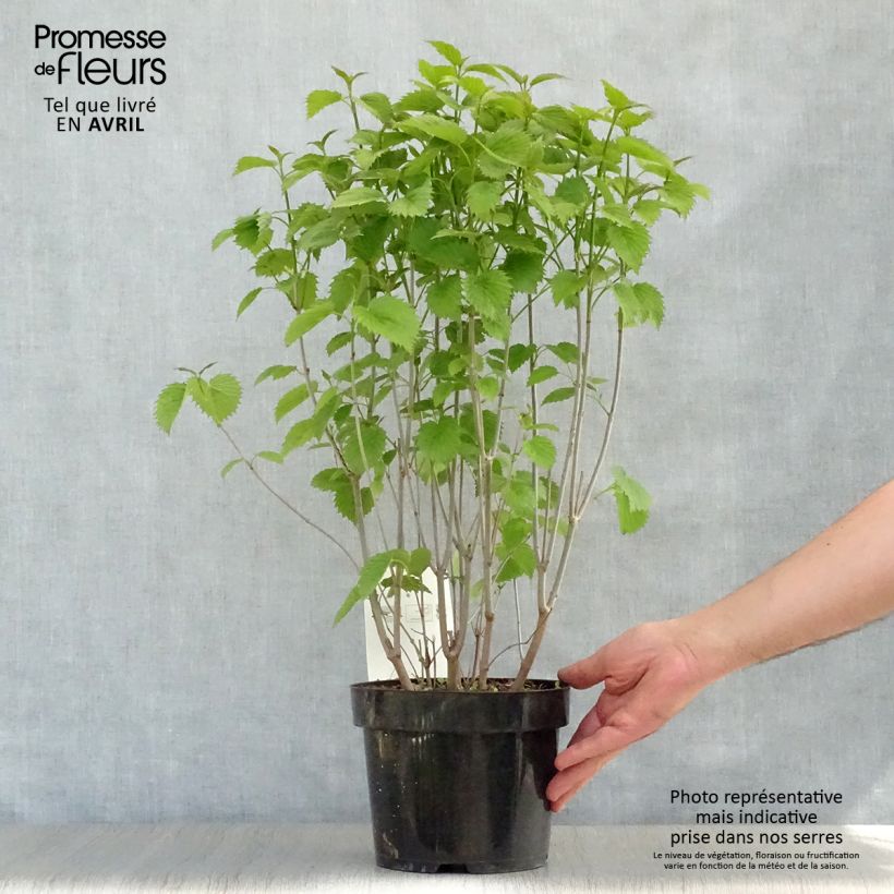 Example of Viburnum dentatum Blue Muffin - Viorne dentée Pot de 3L/4L as you get in printemps