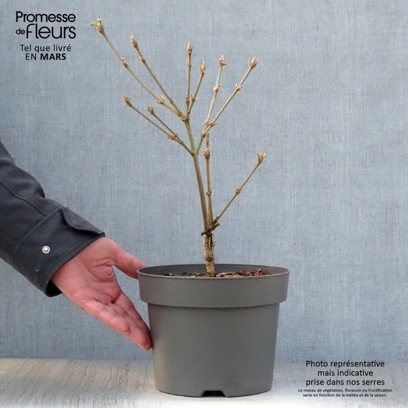 Spécimen de Viburnum dilatatum Michael Dodge Pot de 4L/5L tel que livré au printemps