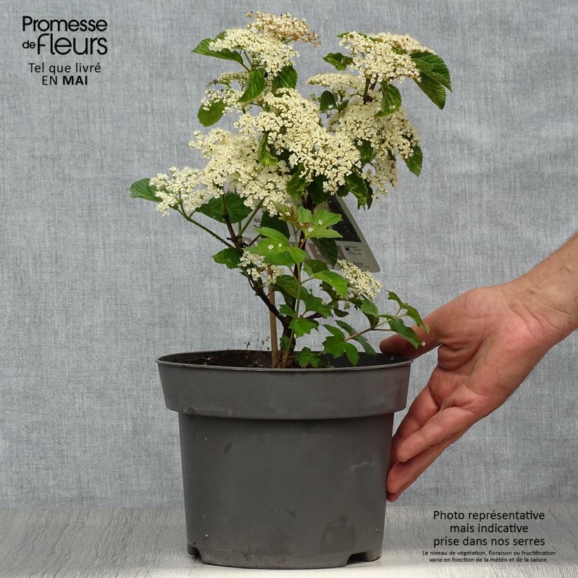 Example of Viburnum dilatatum Sealing Wax Pot de 4L/5L as you get in printemps
