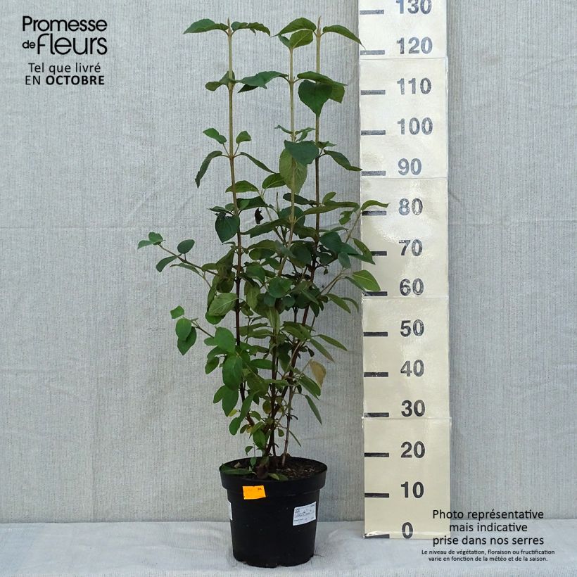 Spécimen de Viorne lantane -  Viburnum lantana Pot de 4L/5L tel que livré en automne