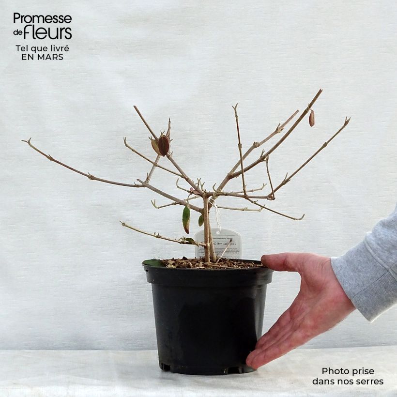 Example of Viburnum macrocephalum Happy Fortuna - Viorne à grosse tête Pot de 3L/4L as you get in printemps