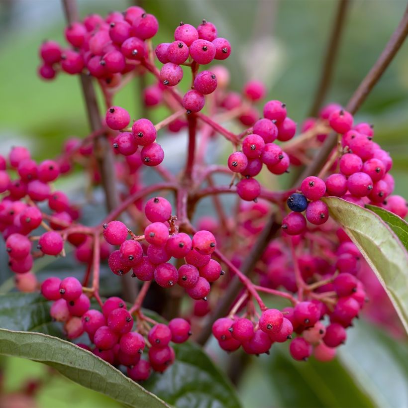 Viorne - Viburnum nudum Brandywine (Harvest)