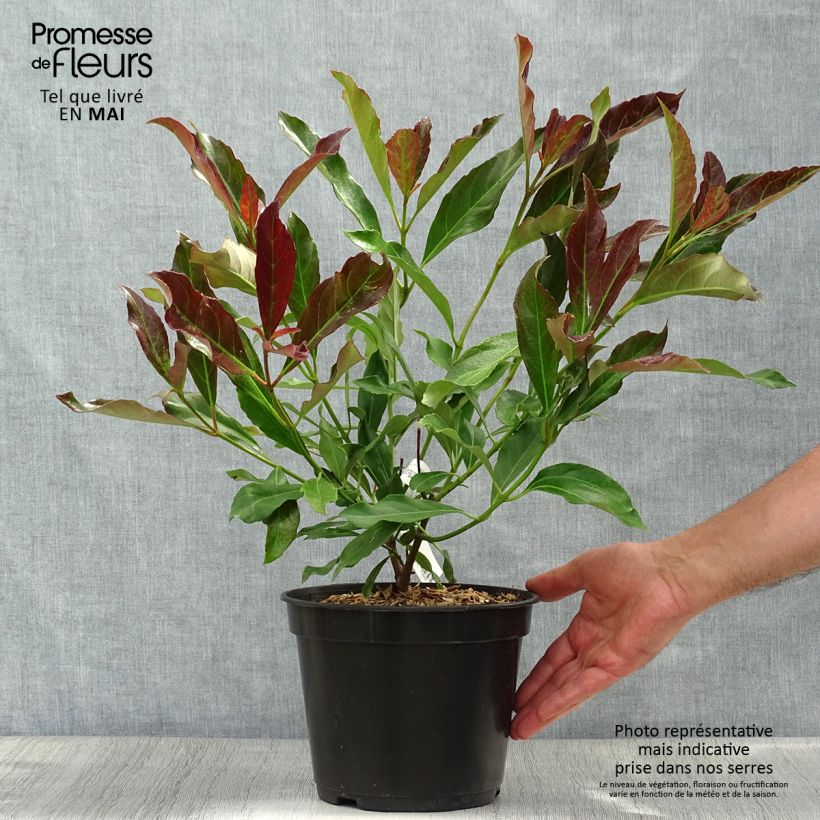 Spécimen de Viburnum odoratissimum Coppertop - Viorne parfumée  Pot de 3L/4L tel que livré au printemps