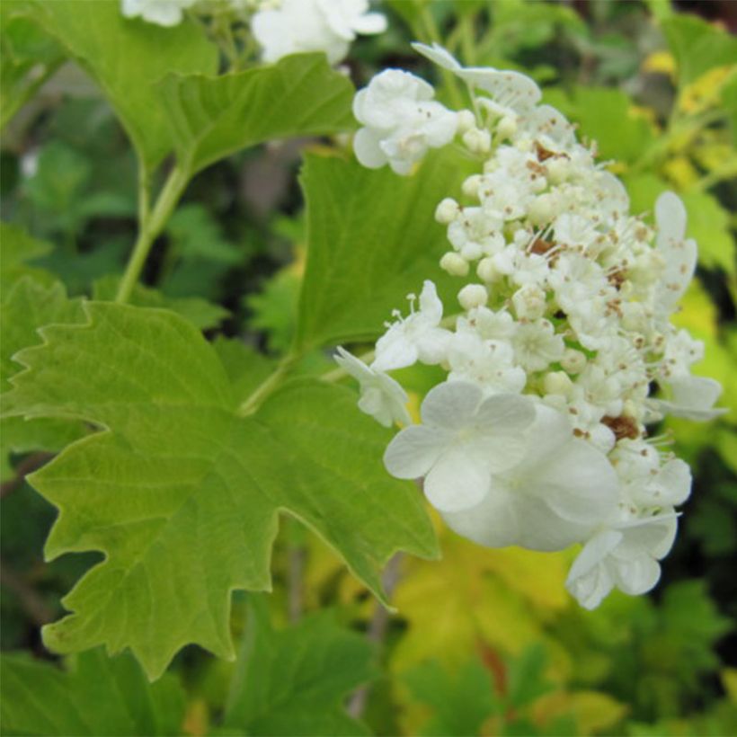 Viburnum opulus Xanthocarpum - Viorne obier (Flowering)