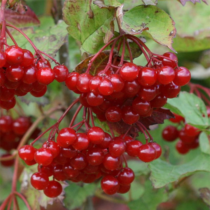 Viorne obier - Viburnum opulus (Harvest)