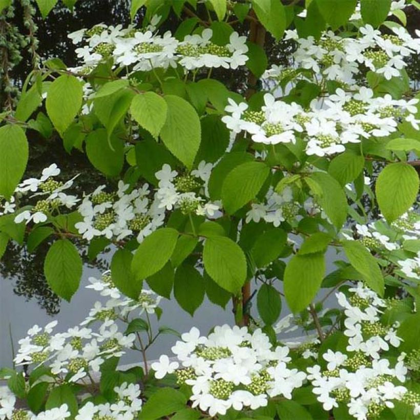 Viorne - Viburnum plicatum Kilimandjaro (Foliage)