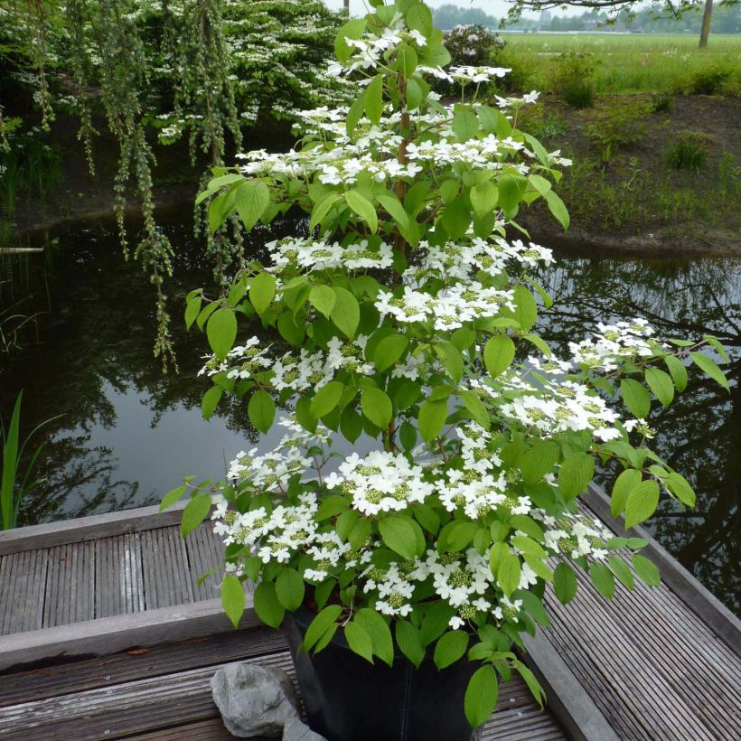 Viorne - Viburnum plicatum Kilimandjaro (Plant habit)