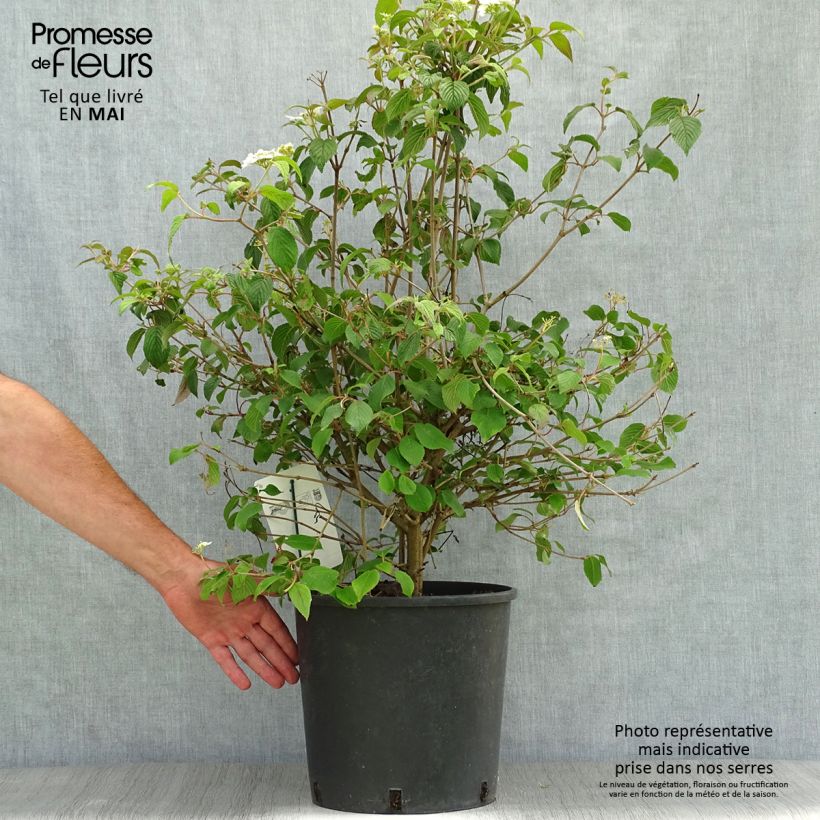 Example of Viorne - Viburnum plicatum Watanabe Pot de 12L/15L as you get in printemps