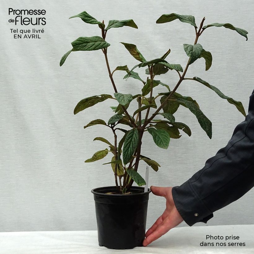 Example of Viburnum rhytidophyllum - Viorne à feuilles ridées. Pot de 2L/3L as you get in printemps