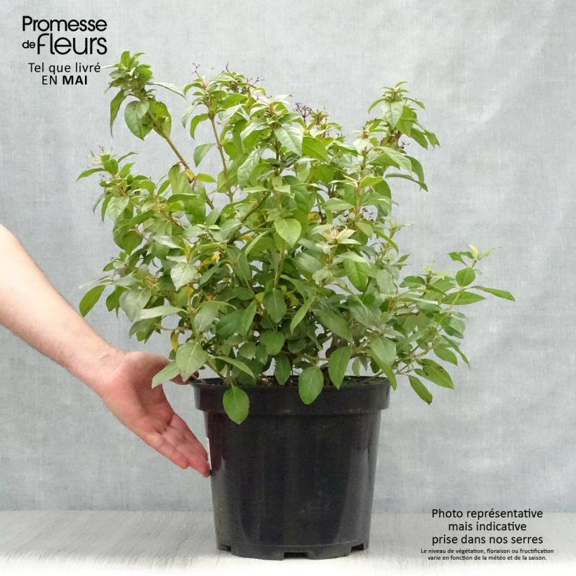 Example of Viburnum sargentii Onondaga - Viorne  Pot de 18L/20L as you get in printemps