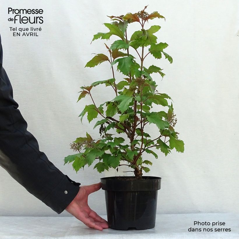 Example of Viburnum sargentii Onondaga - Viorne  Pot de 2L/3L as you get in printemps