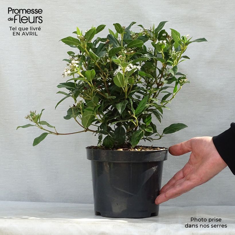 Example of Viburnum tinus Eve Price - Laurier tin Pot de 2L/3L as you get in printemps
